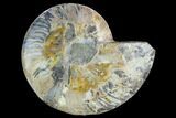 Cut Ammonite Fossil (Half) - Agatized #125565-1